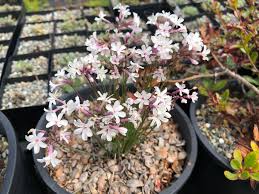 Image result for Tulbaghia acutiloba