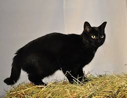 Bombay Cat Black American Shorthair Cat The Bombay Is The Result Of Cross Breeding A Burmese And A Black American Shorthair In The 1950s Th Cat Breeds American Shorthair Cat Black American Shorthair