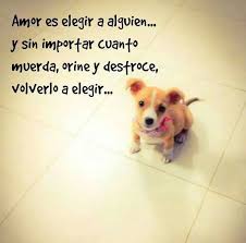 Amor Perruno Perros Frases Perros Amor De Perro