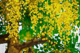 Pin On New Year Festival In Kerala Vishu