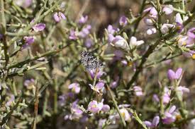 Image result for Muraltia