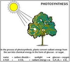 Photosynthesis Life S Primary Energy Source Lesson Photosynthesis Chemical Energy Energy Kids