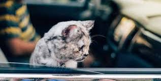 The artist often uses tebori (japanese hand tattooing) to apply the ink on people and also makes prints, apparel and other merchandise to enjoy. How To Keep A Cat Cool In The Car Adventurous Cat