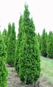 Degroot Spire Arborvitae Arborvitae Conifers Garden Arborvitae Evergreen Plants