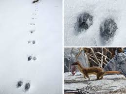 Tools for identifying animal tracks, photos of animal tracks, and wildlife tracker certifications. Snow Tracks National Wildlife Refuge System
