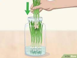 With that in mind, he recommends making sure you keep your green onions far away from other veggies and fruit. 3 Ways To Keep Green Onions Fresh Wikihow
