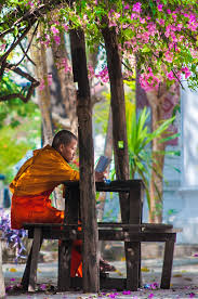 Under The Blossoms Blossom Trees Buddhist Monk Monk