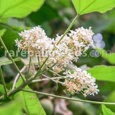 Image result for Aleurites