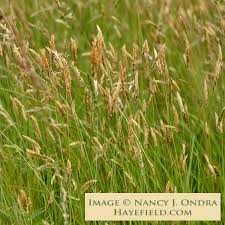 Image result for Anthoxanthum