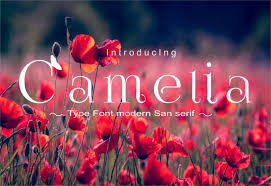 Easily convert to svg vector files with one click. Camelia Serif Font Befonts Com