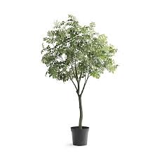 Image result for Pterocarpus