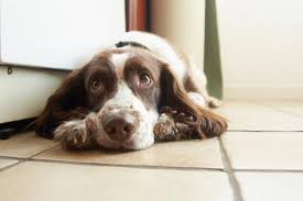 Mckenna says it's not just what you treat dog hot spots with but how. How To Treat And Prevent Hot Spots On Dogs American Kennel Club