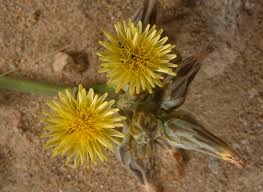 Image result for Launaea rarifolia