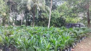 First we have to know one conditional identity and that is all. Harga Tbs Sawit Tembus Rp2 000 Per Kg Petani Berlomba Perluas Kebun Penangkar Bibit Kewalahan Bangka Pos
