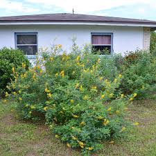 Image result for Crotalaria oocarpa