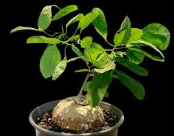 Image result for Adenia