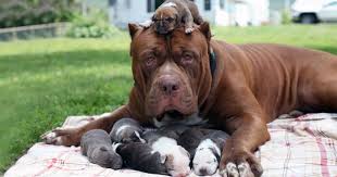 We produce top quality xl xtreme blues, blacks, champagnes, rednose reds & chocolate pitbulls and our pitbull puppies are for sale in california ca, quebec canada and world wide. World S Largest Pitbull Hulk Has 8 Puppies Worth Up To Half A Million Dollars Bored Panda