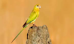 Bird illustration illustrations oriole bird old world birds indian nature animals animales. We Are Going To Lose These Birds The Quiet Fight To Save The Golden Shouldered Parrot Birds The Guardian