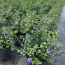 Image result for Thunbergia erecta