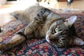 Now, you're wondering how to get the urine smell out of the couch. How To Clean A Cat Urine Stain Ohmyapartment Apartmentratings