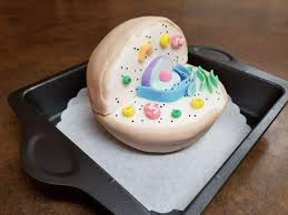 Maybe you would like to learn more about one of these? Animal Cell Cake Model Medical Amino