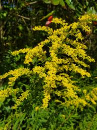 Image result for Solidago