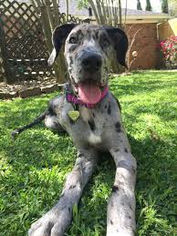 Ripley is a gorgeous blue merle great dane for adoption in colorado springs co, near denver. Great Dane Puppies Colorado Review At Puppies Partenaires E Marketing Fr