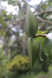 Image result for Nesogenes madagascariensis