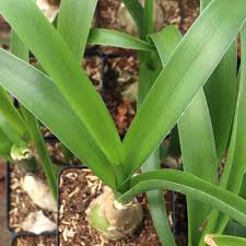 Image result for Albuca nigritana