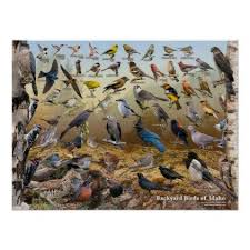 Common Birds Of North Idaho Backyard Birds Of Idaho Poster Zazzle Com Backyard Birds Backyard Backyard Gifts