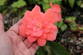 6 large begonia tubers botanical name: Easy Care Begonias Sunset Magazine