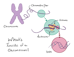 Meiotic cells have an interphase stage before the start of meiosis i which is similar to mitosis. Mitosis Article Cellular Division Khan Academy