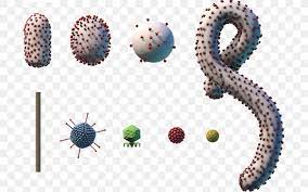 Jun 16, 2021 · many recent disease outbreaks in humans had a zoonotic virus etiology. Ebola Virus Disease Microorganism Ebov Bacteria Png 697x513px Virus Bacteria Cell Ebola Virus Disease Ebov Download