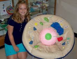 Cell Projects For High School School Seventh Grader Victoria Bristow Shows Off The 3 D Cell Project Animal Cells Model Animal Cell Project Cells Project