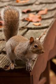 Up On The Roof Squirrel Species Squirrel Squirrel Girl