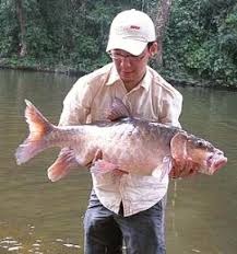 Freshwater fish species in the rivers and stillwaters in thailand. Freshwater Fishing Tips Places Malaysia Travel Vacation And Tourism