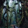 This stroll along the ohanapecosh river runs through a thick forest full of huge trees. 3
