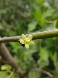 Image result for Maytenus undata