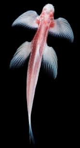 The Waterfall Climbing Cave Fish Cryptotora Thamicola Also Known As The Cave Angel Fish Angel Fish Weird Fish Weird Creatures