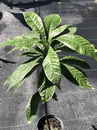 Image result for Manniella gustavi