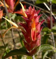 Image result for Justicia odora