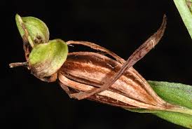 Image result for Habenaria microsaccus