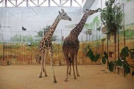 Check out opening hours, events and things to. Zoo Zamosc Przewodnik Po Zamosciu I Roztoczu
