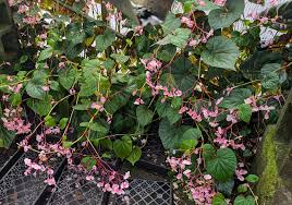 Image result for Rungia grandis