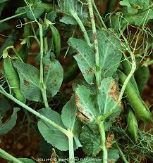 Image result for Pseudomonas syringae