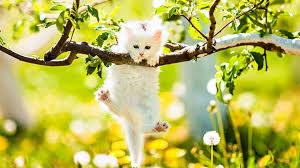 Spring Animals Desktop Wallpaper posted by Samantha Peltier