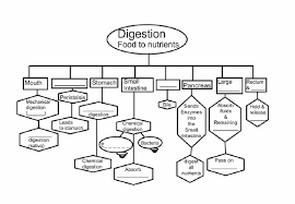 Unit 6 The Digestive System Hawk Biology