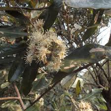 Image result for Brachylaena discolor