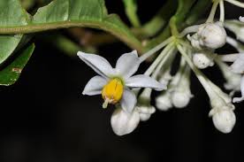 Image result for Solanum cyaneopurpureum