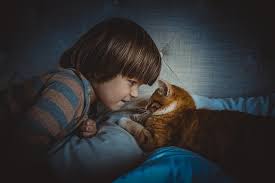 Si estás pensando en tener un gato como mascota, debes leer esta entrada. No Hay Gatos Malos Problemas De Conducta Y Como Resolverlos